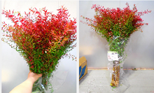 이미지를 갤러리 뷰어에 로드 , Spiraea thunbergii Dyed Autumn color 100cm 115yen/pcs 100pcs
