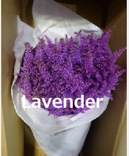 Load image into Gallery viewer, Astilbe Dyed color  50cm 150yen/pcs (FOB)  100pcs
