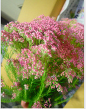 이미지를 갤러리 뷰어에 로드 , Ozothamnus diosmifolius 80cm 315yen/pcs(FOB)  40pcs
