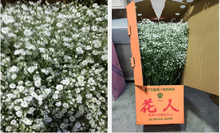 이미지를 갤러리 뷰어에 로드 , Gypsophila elegans 70cm 190yen/pcs(FOB) 160pcs

