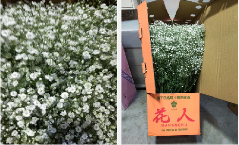 Gypsophila elegans 70cm 90yen/pcs(FOB) 200pcs