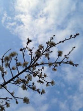 将图片加载到图库查看器，CNY/LNY 2025 Prunus mume White 130cm 225yen/pcs 50pcs
