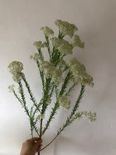 이미지를 갤러리 뷰어에 로드 , Ozothamnus diosmifolius 80cm 315yen/pcs(FOB)  40pcs
