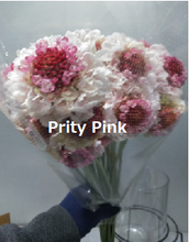 Load image into Gallery viewer, Scabiosa 50-55cm 75yen/pcs(FOB)  200pcs
