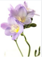 이미지를 갤러리 뷰어에 로드 , Freesia 50cm 95yen/pcs(FOB) 100pcs
