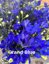 이미지를 갤러리 뷰어에 로드 , Delphinium grandiflorum Spray 70cm 315yen/pcs 90pcs
