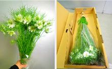 将图片加载到图库查看器，Nigella 40-60cm  95yen/pcs(FOB)  100pcs
