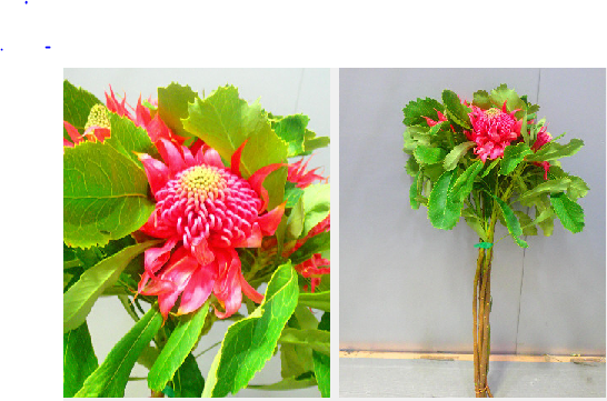 Telopea speciosissima 90cm 1125yen/pcs(FOB)  5pcs