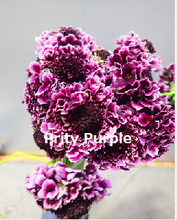 이미지를 갤러리 뷰어에 로드 , Scabiosa 50-55cm 75yen/pcs(FOB)  200pcs
