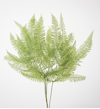 将图片加载到图库查看器，Preserved Pteridophytes  30-45cm 600yen/bunch
