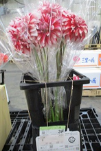 将图片加载到图库查看器，Dahlia 60cm 320yen/pcs(FOB)  40pcs
