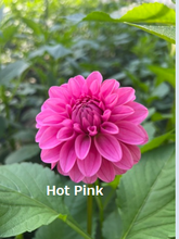 이미지를 갤러리 뷰어에 로드 , Dahlia 60cm 320yen/pcs(FOB)  40pcs
