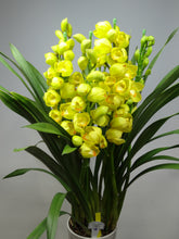 이미지를 갤러리 뷰어에 로드 , CNY/LNY2025 Pot Plant  Cymbidium  60cm-80cm  5F 6600yen/pcs
