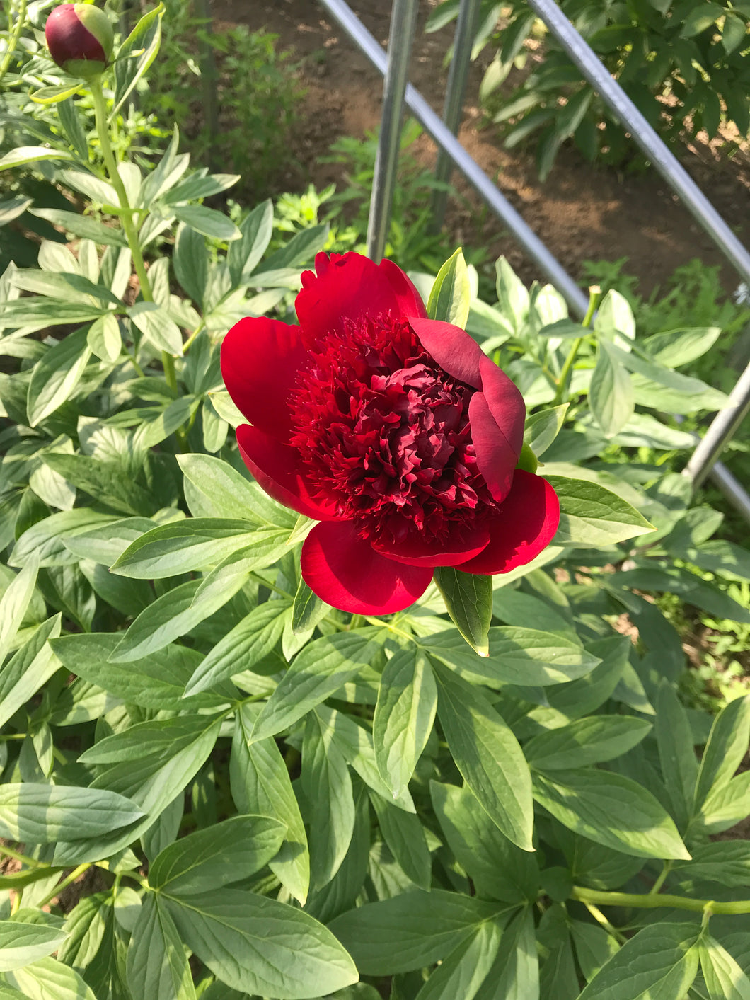 Paeonia lactiflora  RedCharm 80cm 385yen/pcs 90pcs