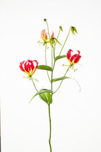 Load image into Gallery viewer, Gloriosa &#39;Southern Wind&#39;  (Super) 80cm 350yen/pcs 50pcs
