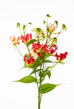 이미지를 갤러리 뷰어에 로드 , Gloriosa &#39;Southern Wind&#39;  (Super) 80cm 250yen/pcs 50pcs　　Summer price
