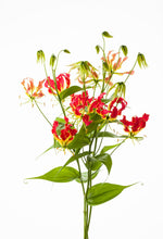 Load image into Gallery viewer, Gloriosa &#39;Southern Wind&#39;  (Super) 80cm 350yen/pcs 50pcs
