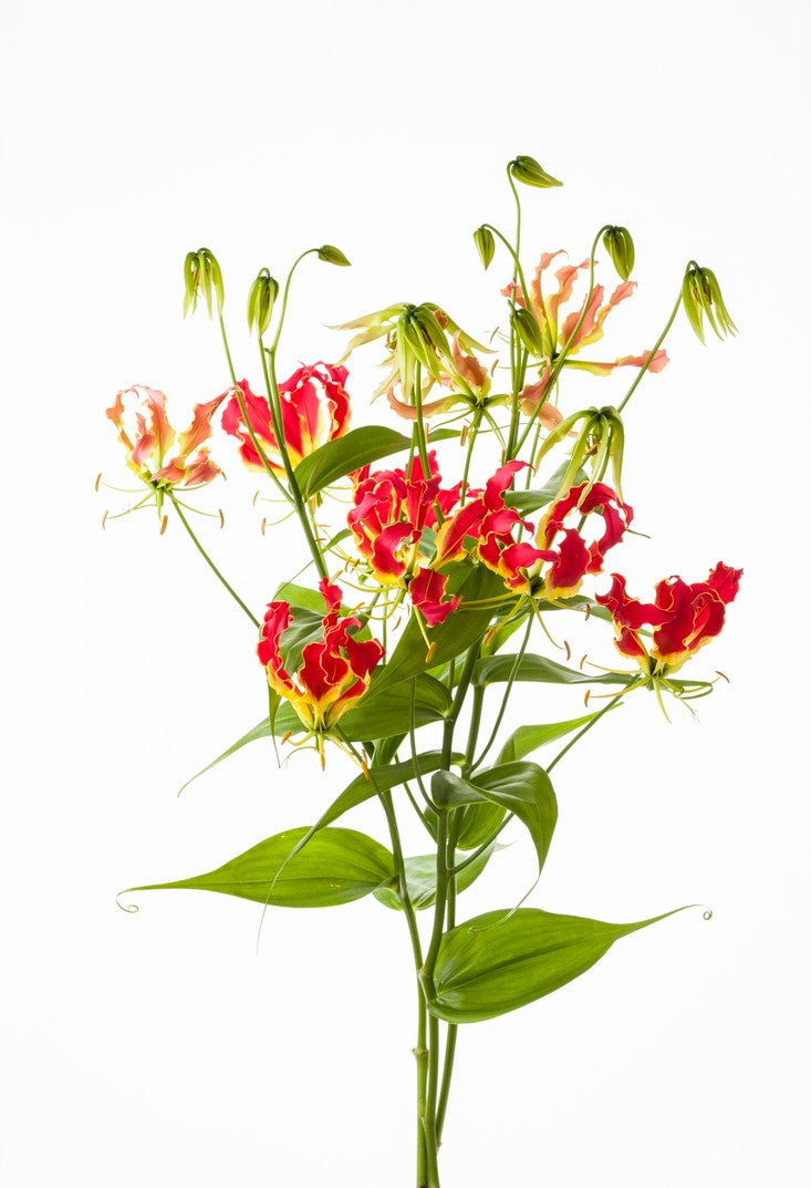 CNY/LNY2025 Gloriosa 'Southern Wind'  (Super) 80cm 380yen/pcs 50pcs　