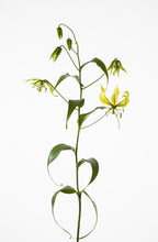 Load image into Gallery viewer, Gloriosa &#39;Lutea&#39; 80cm  350yen/pcs 40pcs
