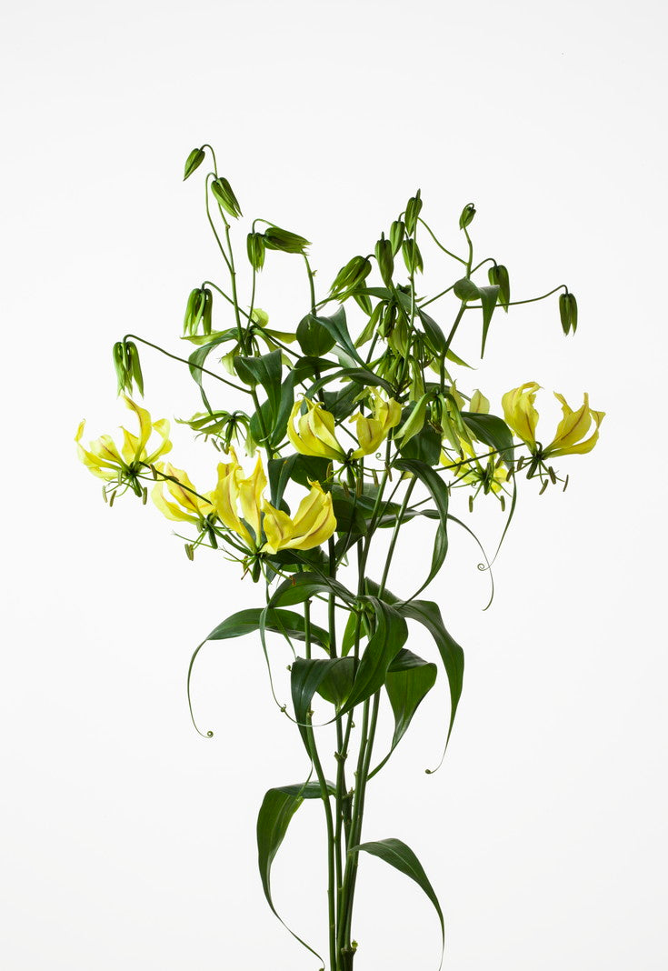 Gloriosa 'Lutea' 80cm  350yen/pcs 40pcs