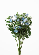 將圖片載入圖庫檢視器 Oxypetalum coeruleum &#39;PureBlue&#39; 55cm 65yen/pcs 150pcs
