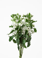 將圖片載入圖庫檢視器 Oxypetalum coeruleum &#39;Mable White&#39; 40cm 150yen/pcs 90pcs
