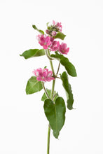 將圖片載入圖庫檢視器 Oxypetalum coeruleum &#39;Lovely Pink&#39; 40cm 180yen/pcs 90pcs
