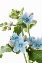 將圖片載入圖庫檢視器 Oxypetalum coeruleum &#39;PureBlue&#39; 55cm 95yen/pcs 100pcs
