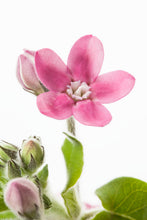 將圖片載入圖庫檢視器 Oxypetalum coeruleum &#39;Lovely Pink&#39; 40cm 180yen/pcs 90pcs
