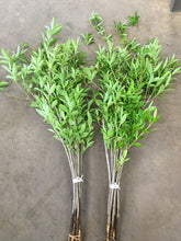 将图片加载到图库查看器，Forsythia leaf 130cm 195yen/pcs  50pcs
