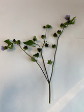 이미지를 갤러리 뷰어에 로드 , Nicandra physaloides 50-70cm 140yen/pcs 40pcs
