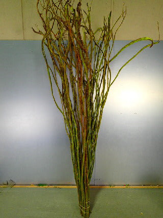 Salix sachalinensis 120cm 115yen/pcs 100pcs