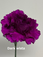 이미지를 갤러리 뷰어에 로드 , Dianthus caryophyllus  Purple  60cm 115yen/pcs(FOB)  100pcs
