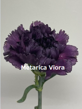 Load image into Gallery viewer, Dianthus caryophyllus  Purple  60cm 115yen/pcs(FOB)  100pcs
