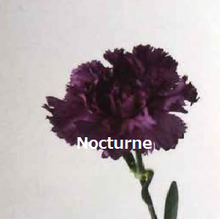 Load image into Gallery viewer, Dianthus caryophyllus  Purple  60cm 115yen/pcs(FOB)  100pcs
