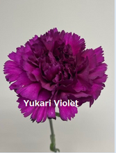 이미지를 갤러리 뷰어에 로드 , Dianthus caryophyllus  Purple  60cm 115yen/pcs(FOB)  100pcs
