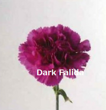 将图片加载到图库查看器，Dianthus caryophyllus  Purple  60cm 115yen/pcs(FOB)  100pcs
