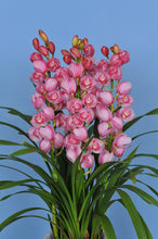 将图片加载到图库查看器，CNY/LNY2025 Pot Plant  Cymbidium  60cm-80cm  5F 6600yen/pcs
