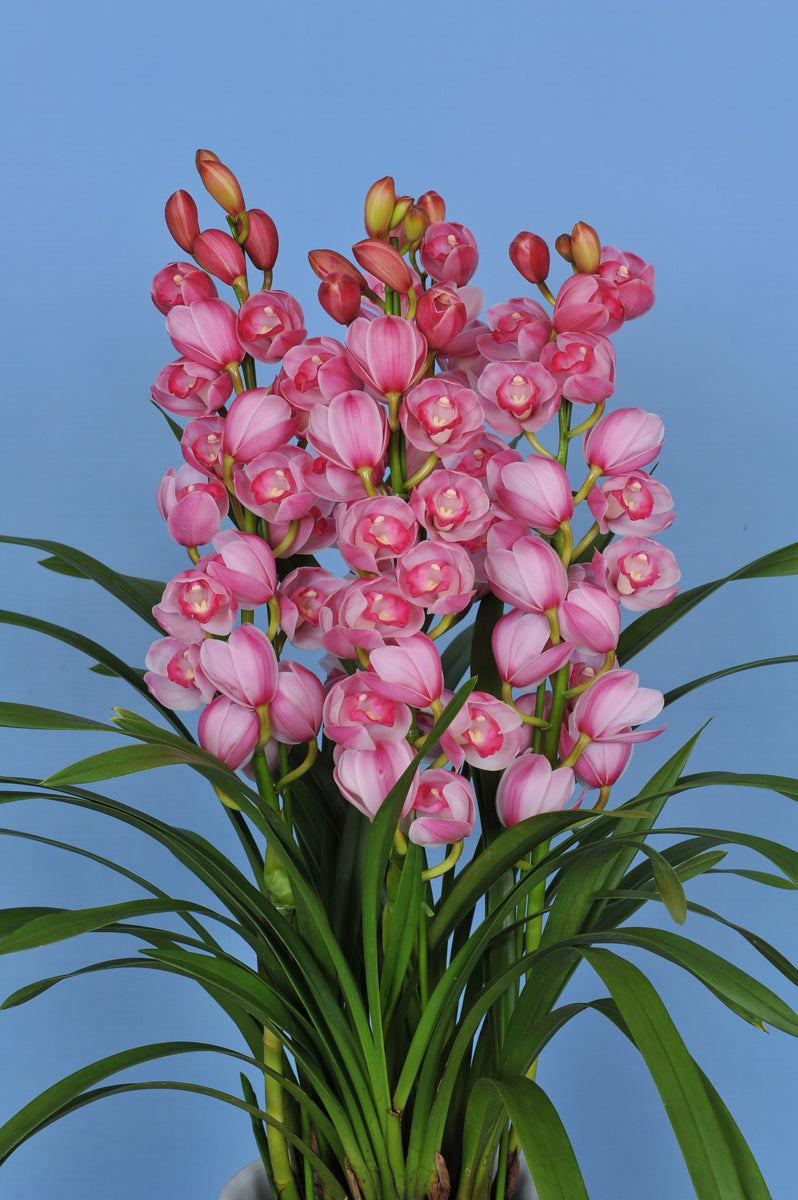 CNY/LNY2025 Pot Plant  Cymbidium  60cm-80cm  5F 6600yen/pcs