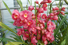 이미지를 갤러리 뷰어에 로드 , CNY/LNY2025 Pot Plant  Cymbidium  60cm-80cm  5F 6600yen/pcs
