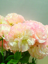 이미지를 갤러리 뷰어에 로드 , Eustoma 60cm 500yen/pcs 40pcs  FS
