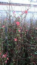 이미지를 갤러리 뷰어에 로드 , Chaenomeles speciosa &#39;Maiko&#39; 140cm 275yen/pcs 100pcs
