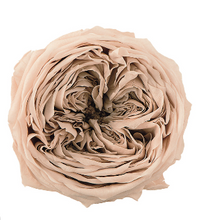 이미지를 갤러리 뷰어에 로드 , Preserved Rosa  &#39;Temari&#39;  1 box= 8pcs  2535yen/box
