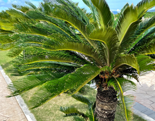 Load image into Gallery viewer, Cycas revoluta 110cm 90yen/pcs(FOB)   50pcs
