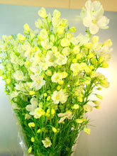 将图片加载到图库查看器，Delphinium grandiflorum Spray &#39;Silky White&#39; 80-90cm 340yen/pcs 60pcs
