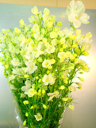 Delphinium grandiflorum Spray 'Silky White' 80-90cm 340yen/pcs 60pcs