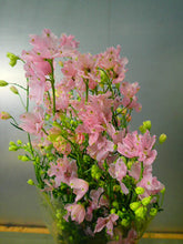 將圖片載入圖庫檢視器 Delphinium grandiflorum &#39;Sakurahime&#39; 90cm-80cm  375yen/pcs 60pcs
