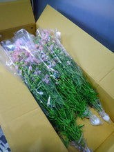 將圖片載入圖庫檢視器 Delphinium grandiflorum &#39;Sakurahime&#39; 90cm-80cm  375yen/pcs 60pcs
