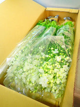 将图片加载到图库查看器，Delphinium grandiflorum Spray &#39;Silky White&#39; 80-90cm 340yen/pcs 60pcs
