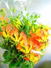 Load image into Gallery viewer, CNY/LNY 2026 Gloriosa &#39;Zen&#39; 80cm 420yen 40pcs
